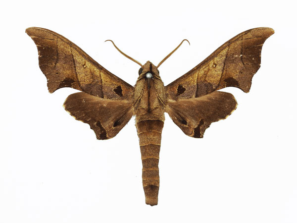 /filer/webapps/moths/media/images/S/sinus_Polyptychus_AM_Basquin_01.jpg