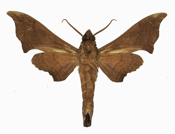 /filer/webapps/moths/media/images/S/sinus_Polyptychus_AM_Basquin_02.jpg