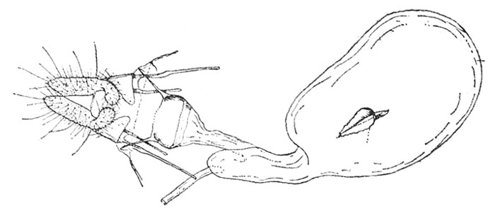 /filer/webapps/moths/media/images/S/sipalia_Plinthograptis_GFHT_ISEA.jpg