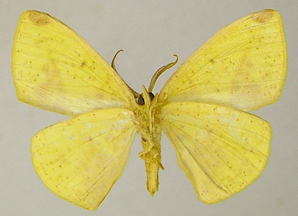 /filer/webapps/moths/media/images/S/sipariata_Epigynopteryx_AM_ZSMb.jpg