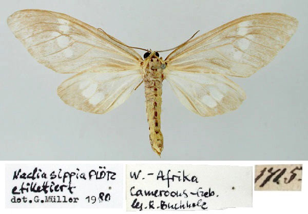 /filer/webapps/moths/media/images/S/sippia_Meganaclia_ST_ZMHB.jpg
