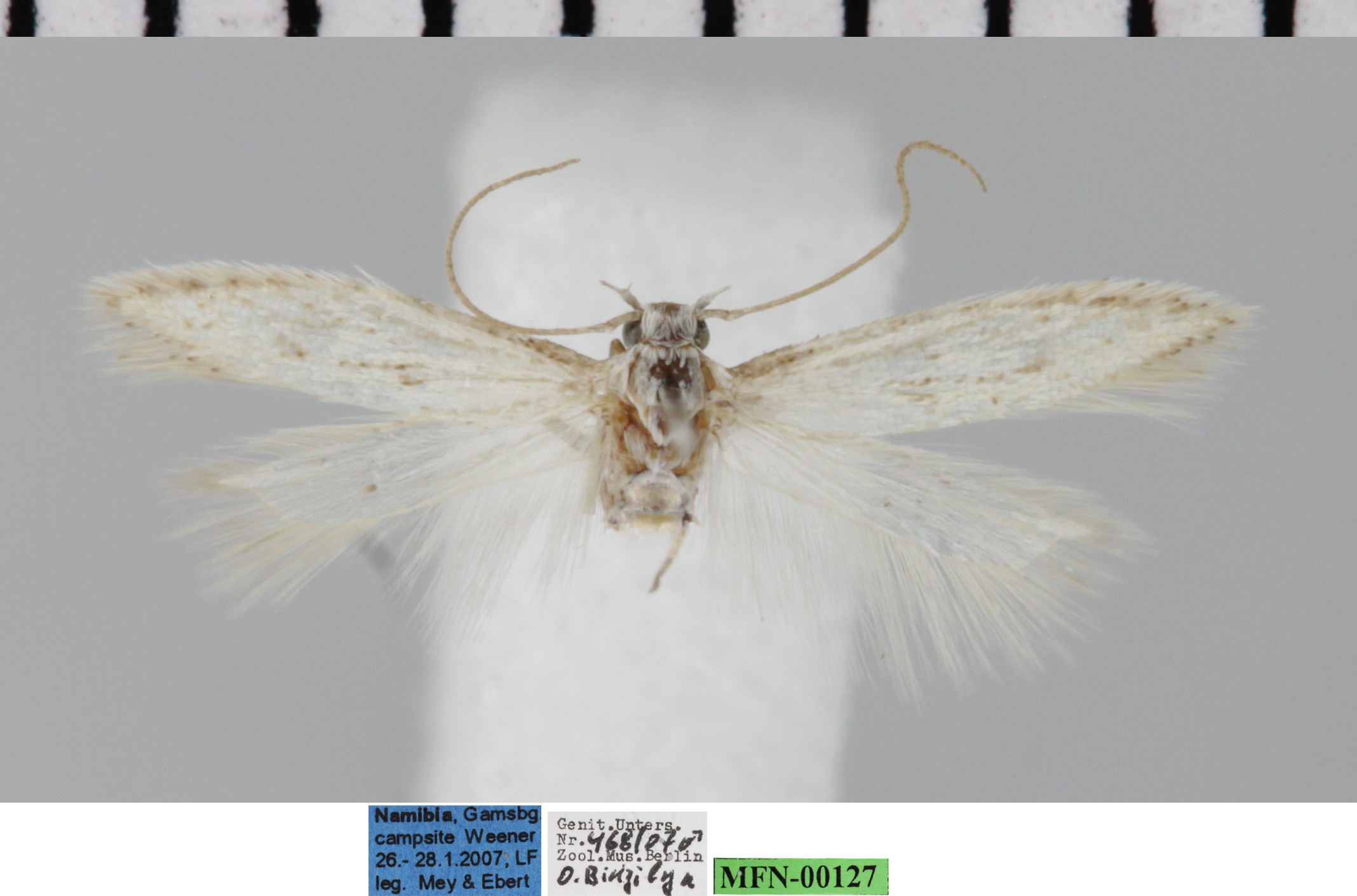 /filer/webapps/moths/media/images/S/sirota_Ephysteris_AM_MfN.jpg