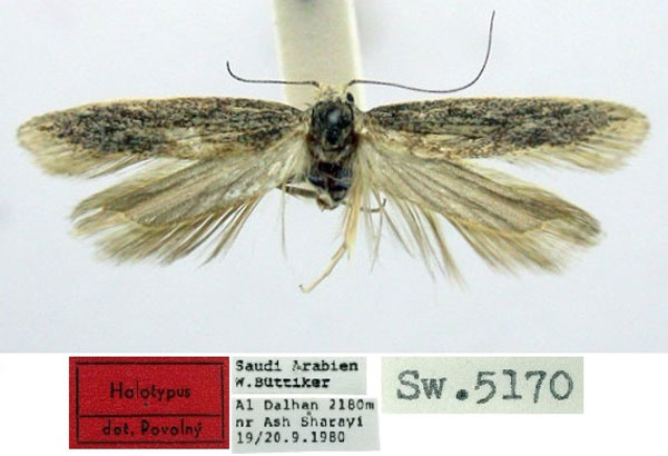 /filer/webapps/moths/media/images/S/sisterina_Pseudathrips_HT_CEITEC.jpg