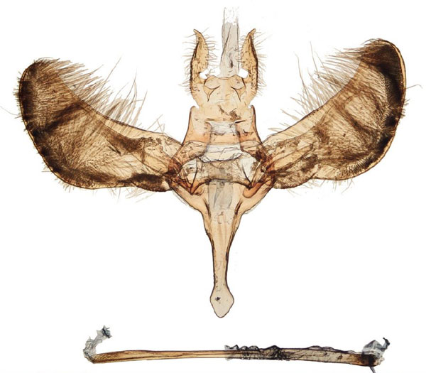/filer/webapps/moths/media/images/S/sistrophora_Yponomeuta_GM_TMSA_17272.jpg