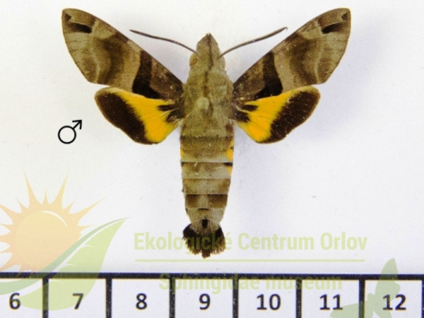 /filer/webapps/moths/media/images/S/sitiene_Macroglossum_AM_SMCR_01.jpg