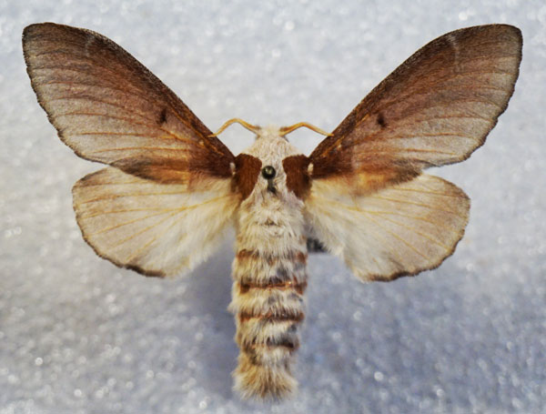 /filer/webapps/moths/media/images/S/siva_Streblote_AF_Stroehle.jpg