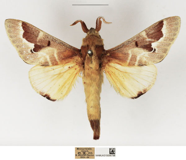 /filer/webapps/moths/media/images/S/siva_Streblote_AM_NHMUK.jpg