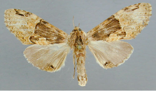 /usr/local/www/sites/moths/media/images/S/sjoestedti_Stemmatophalera_A_RMCA_01.jpg