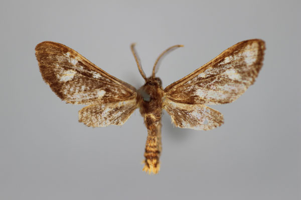 /filer/webapps/moths/media/images/S/sjostedti_Anapisa_A_BMNH.jpg