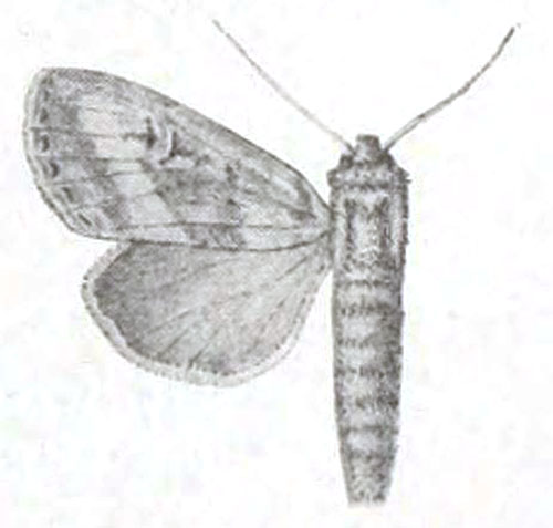 /filer/webapps/moths/media/images/S/sjostedti_Conicofrontia_HT_Aurivillius-76.jpg