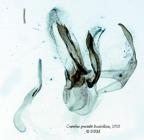 /filer/webapps/moths/media/images/S/sjostedti_Crambus_GMLT_SNHM.jpg