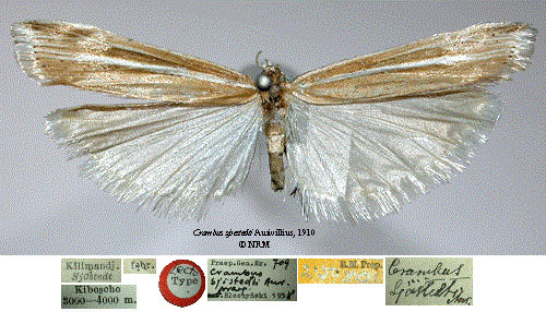 /filer/webapps/moths/media/images/S/sjostedti_Crambus_LT_SNHMa.jpg