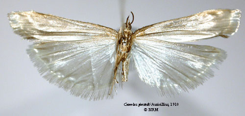 /filer/webapps/moths/media/images/S/sjostedti_Crambus_LT_SNHMb.jpg