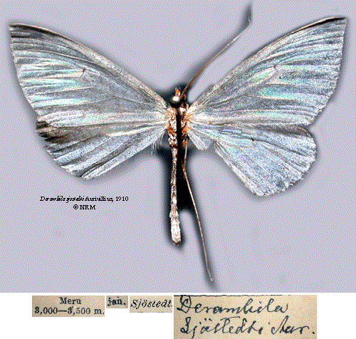 /filer/webapps/moths/media/images/S/sjostedti_Derambila_STM_SNHMa.jpg