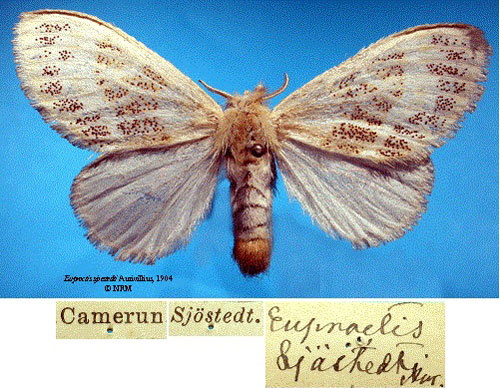 /filer/webapps/moths/media/images/S/sjostedti_Euproctis_STF_SNHMa.jpg