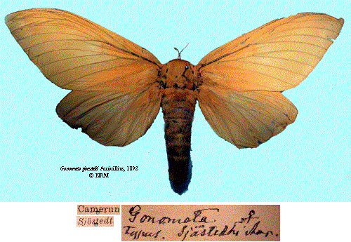 /filer/webapps/moths/media/images/S/sjostedti_Gonometa_HT_SNHMa.jpg