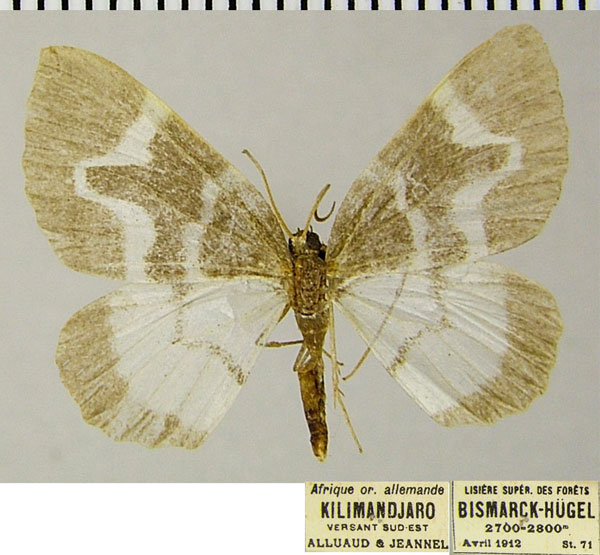 /filer/webapps/moths/media/images/S/sjostedti_Haplolabida_AM_ZSMa.jpg