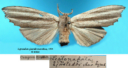 /filer/webapps/moths/media/images/S/sjostedti_Leptonadata_HT_SNHMa.jpg