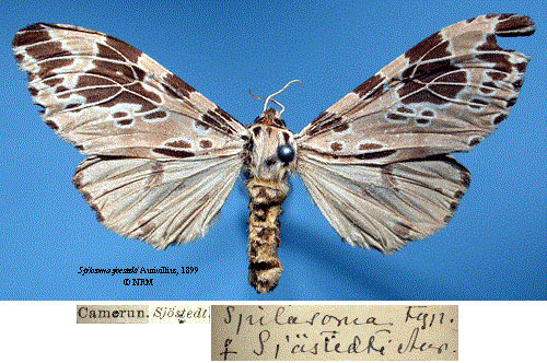 /filer/webapps/moths/media/images/S/sjostedti_Spilosoma_HT_SNHMa.jpg