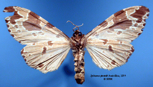 /filer/webapps/moths/media/images/S/sjostedti_Spilosoma_HT_SNHMb.jpg