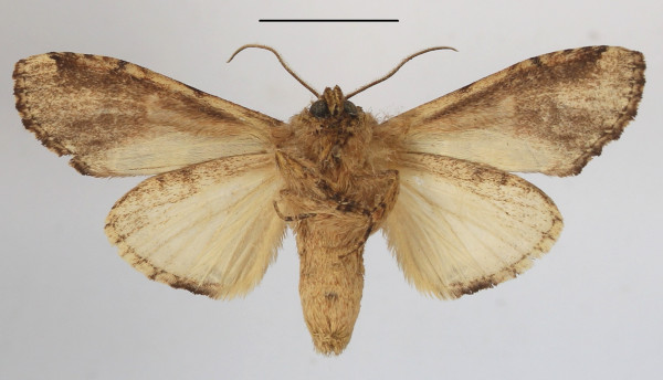 /filer/webapps/moths/media/images/S/sjostedti_Stemmatophalera_A_MGCLb_01.JPG