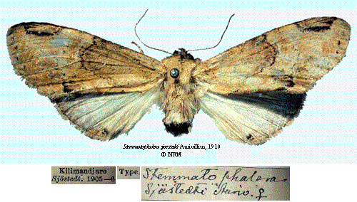 /filer/webapps/moths/media/images/S/sjostedti_Stemmatophalera_HT_SNHMa.jpg