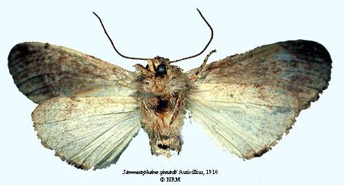 /filer/webapps/moths/media/images/S/sjostedti_Stemmatophalera_HT_SNHMb.jpg