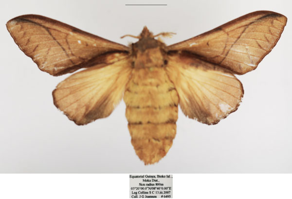 /filer/webapps/moths/media/images/S/sjostedti_Stoermeriana_AF_TMSA.jpg