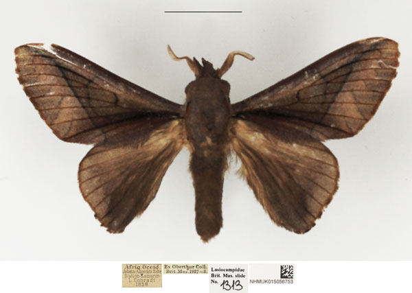 /filer/webapps/moths/media/images/S/sjostedti_Stoermeriana_AM_NHMUK.jpg