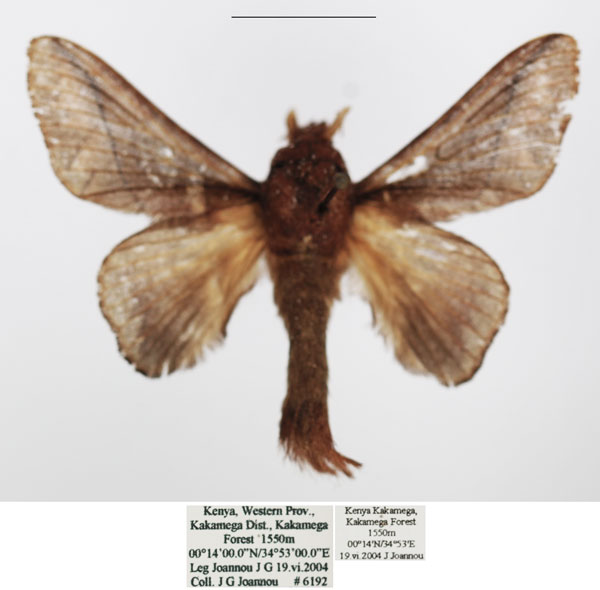 /filer/webapps/moths/media/images/S/sjostedti_Stoermeriana_AM_TMSA_01.jpg