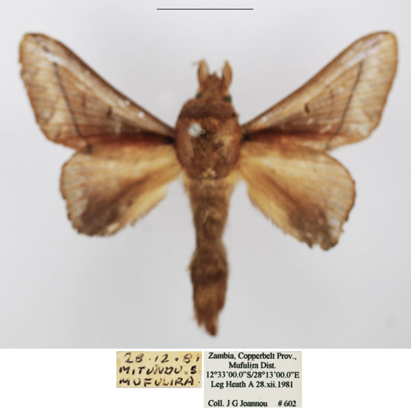 /filer/webapps/moths/media/images/S/sjostedti_Stoermeriana_AM_TMSA_02.jpg
