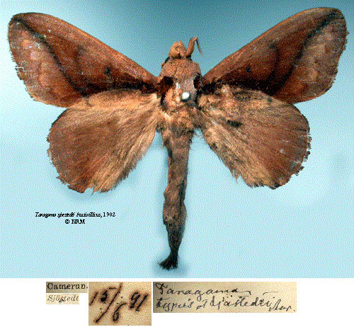 /filer/webapps/moths/media/images/S/sjostedti_Taragama_HT_SNHMa.jpg