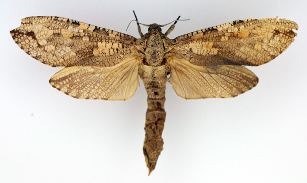 /filer/webapps/moths/media/images/S/sjostedti_Xyleutes_AF_TMSA.jpg