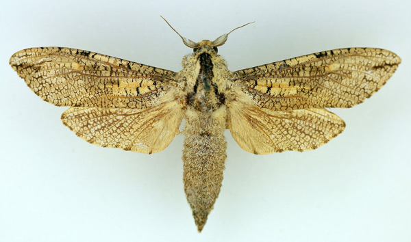/filer/webapps/moths/media/images/S/sjostedti_Xyleutes_AM_TMSA.jpg