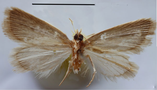 /filer/webapps/moths/media/images/S/skoui_Eublemma_AM_Seizmairb.jpg
