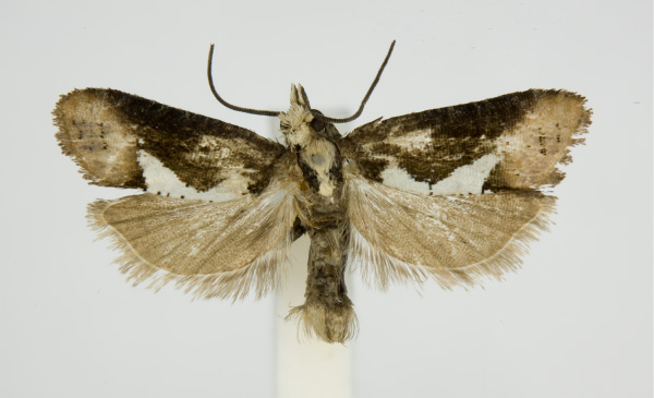 /filer/webapps/moths/media/images/S/skulei_Multiquaestia_PT_KSund_01.jpg