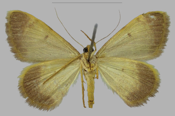 /filer/webapps/moths/media/images/S/skulei_Rhodostrophia_PTM_RBINSb.jpg