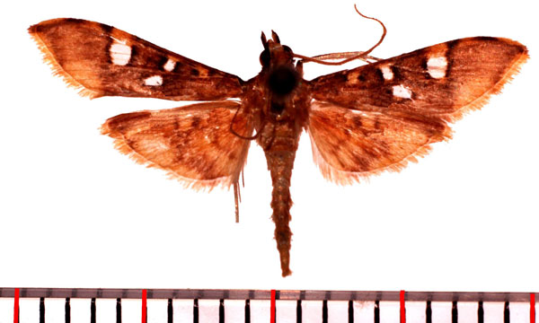 /filer/webapps/moths/media/images/S/smaragdina_Prophantis_AM_Poltavsky.jpg