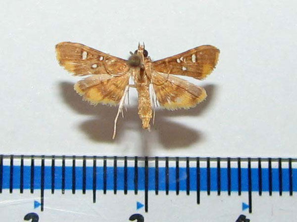 /filer/webapps/moths/media/images/S/smaragdina_Prophantis_A_Goff_01.jpg