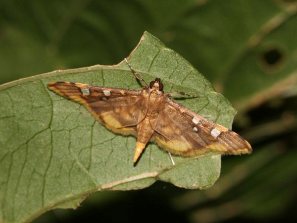 /filer/webapps/moths/media/images/S/smaragdina_Prophantis_A_Goff_02.jpg