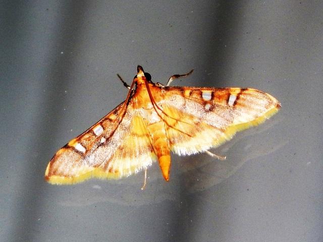 /filer/webapps/moths/media/images/S/smaragdina_Prophantis_A_Grobler.jpg