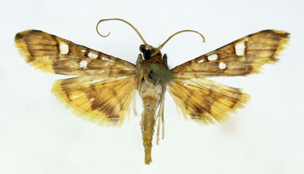 /filer/webapps/moths/media/images/S/smaragdina_Prophantis_A_ISEA.jpg