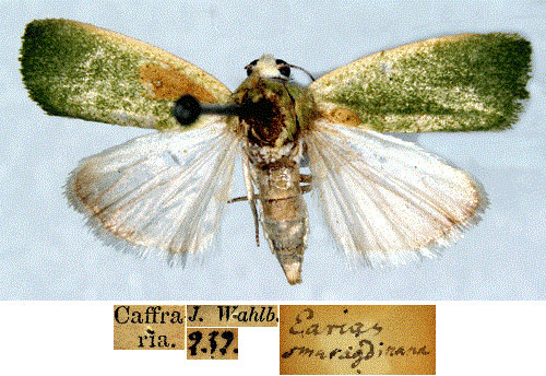 /filer/webapps/moths/media/images/S/smaragdinana_Earias_HT_SNHMa.jpg