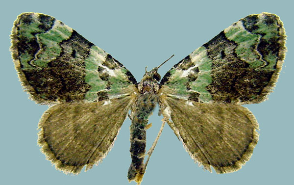 /filer/webapps/moths/media/images/S/smaragdinata_Piercia_AF_Staude.jpg