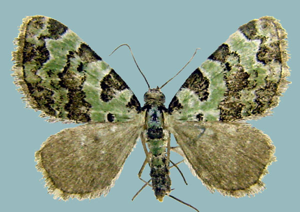 /filer/webapps/moths/media/images/S/smaragdinata_Piercia_AM_Staudea.jpg