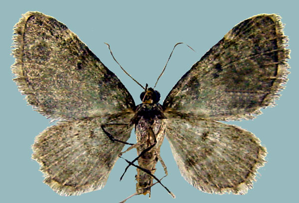 /filer/webapps/moths/media/images/S/smaragdinata_Piercia_AM_Staudeb.jpg