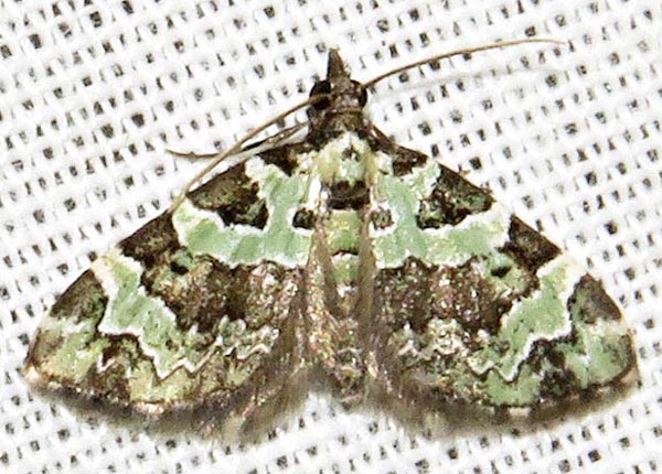 /filer/webapps/moths/media/images/S/smaragdinata_Piercia_A_Braun_04.jpg