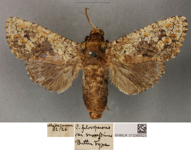 /filer/webapps/moths/media/images/S/smaragdinus_Cossus_STM_BMNH_02.jpg