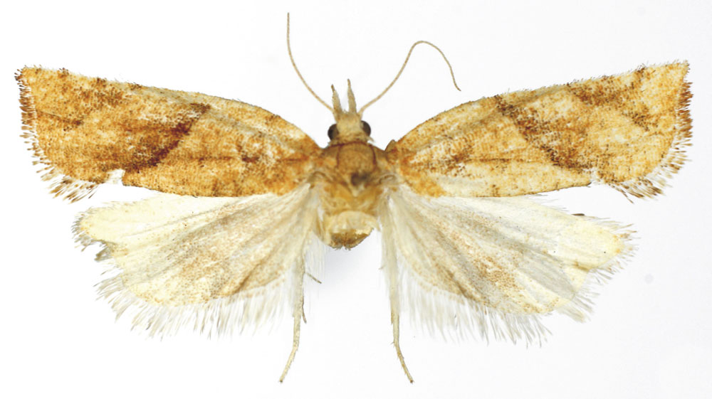 /filer/webapps/moths/media/images/S/smicra_Pandemis_HT_RMCA.jpg