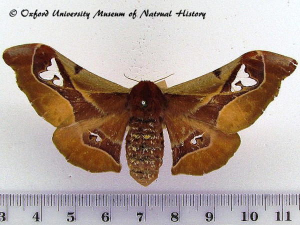 /filer/webapps/moths/media/images/S/smilax_Holocerina_AF_OUMNH_02.jpg